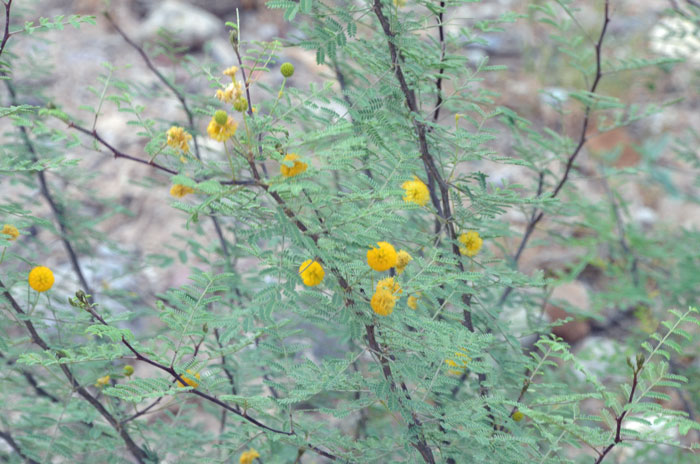 Sweet Acacia is a small tree or shrub with a handsome multi-trunk that is brown and often with drooping branches. These thick branches form dense thickets, armed with sharp 1 inch (2.54 cm) thorns or spines. Vachellia farnesiana, (=Acacia farnesiana) Sweet Acacia is a small tree or shrub with a handsome multi-trunk that is brown and often with drooping branches. These thick branches form dense thickets, armed with sharp 1 inch (2.54 cm) thorns or spines. Vachellia farnesiana, (=Acacia farnesiana)